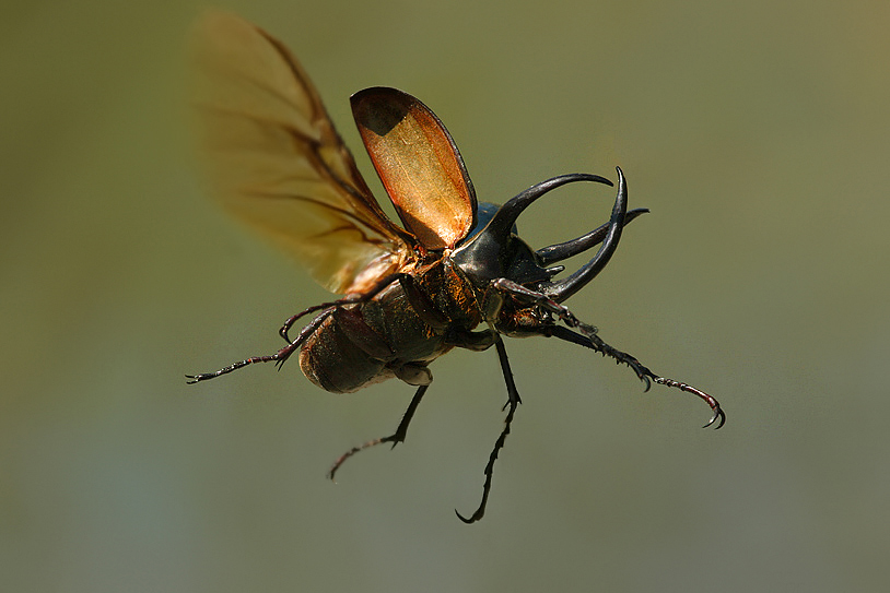 Nosorožík Chalcosoma Caucasus Malaysia