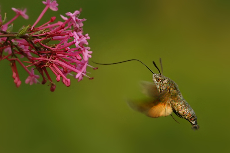 Dlouhozobka svízelová (Macroglossum stellatarum)