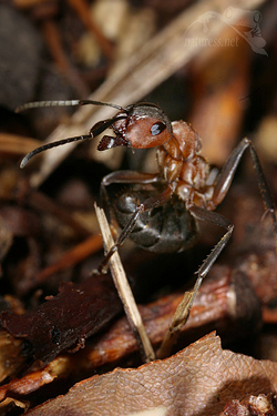 Mravenec lesní (Formica rufa)