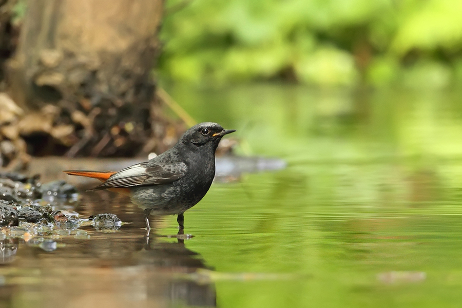 Rehek dom&aacute;c&iacute; (Phoenicurus ochruros) samec