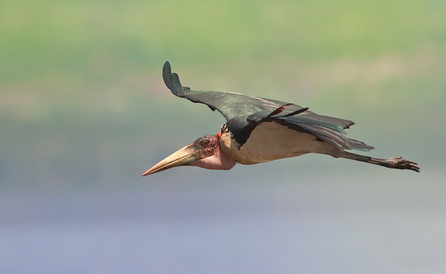Lake  Nakuru