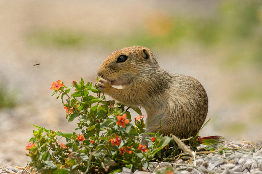 Sysel obecn&yacute; (Spermophilus citellus)
