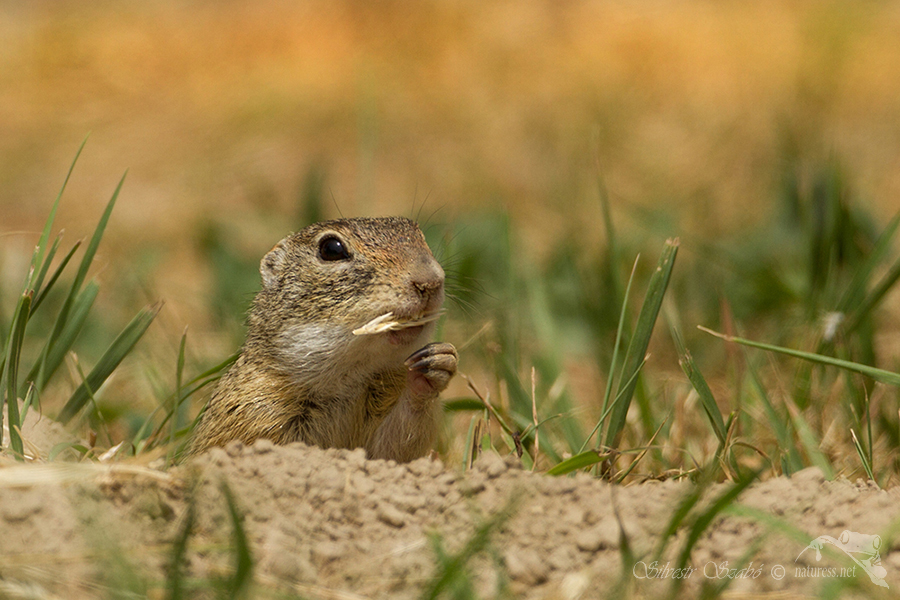 Sysel obecn&yacute; (Spermophilus citellus)