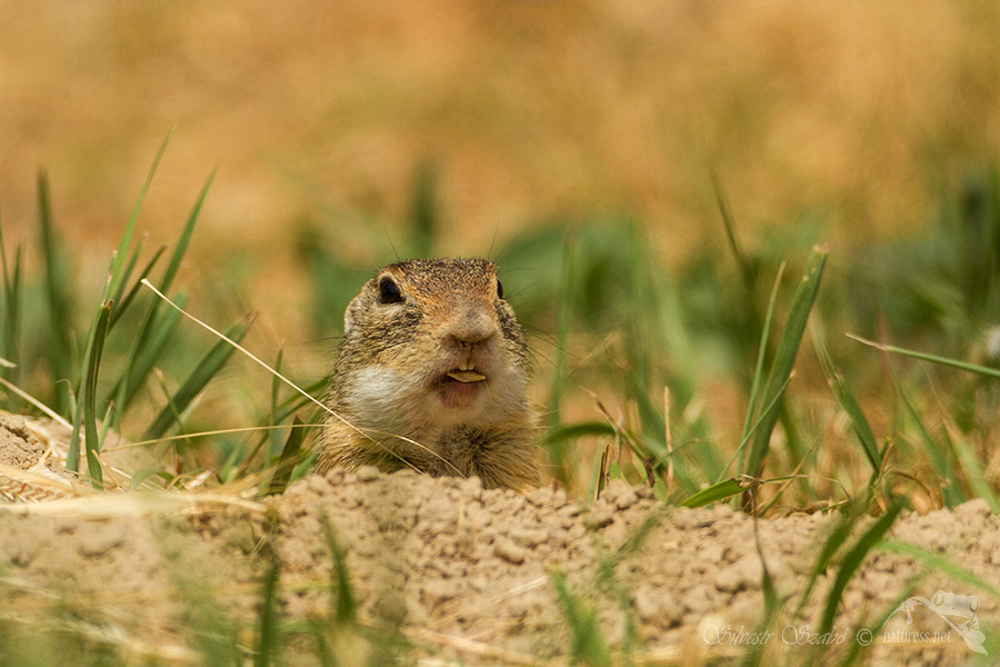 Sysel obecn&yacute; (Spermophilus citellus)