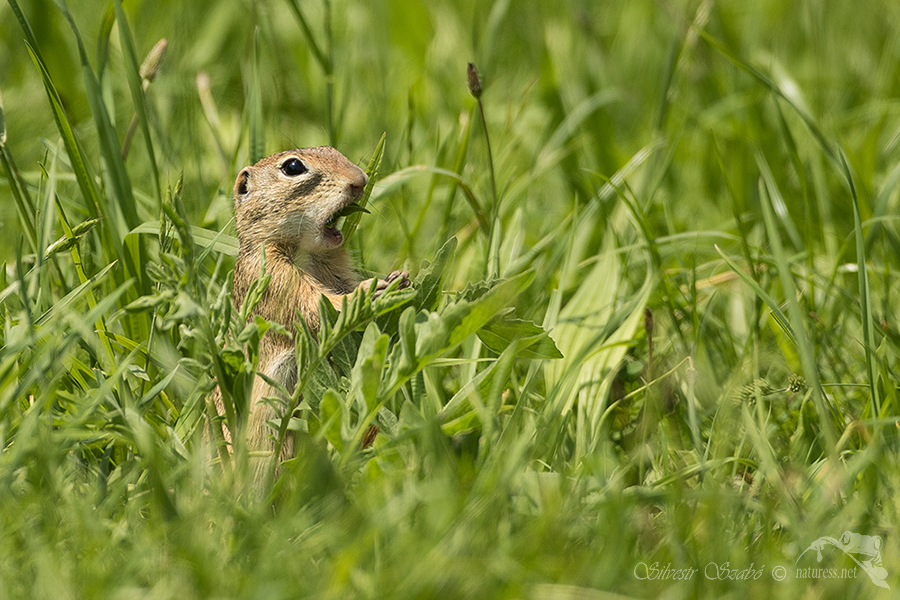 Sysel obecn&yacute; (Spermophilus citellus)