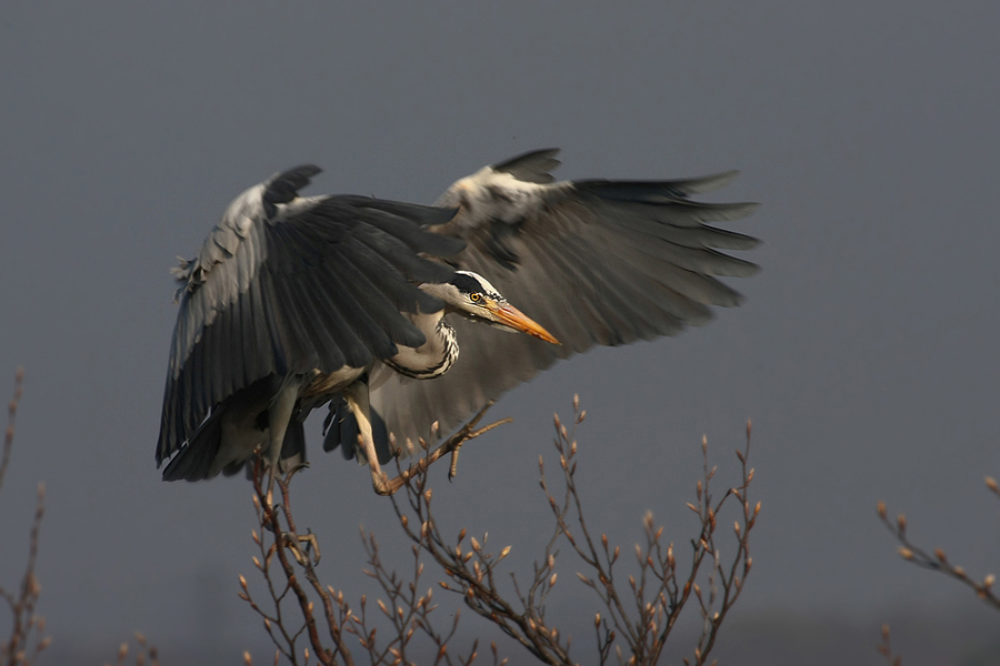 Volavka popelav&aacute; (Ardea cinerea)