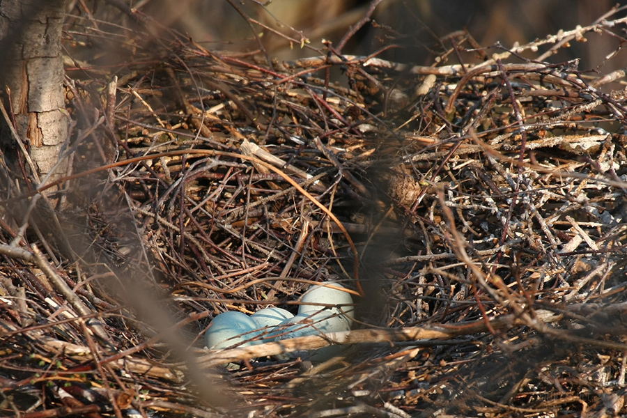 Volavka popelav&aacute; (Ardea cinerea)