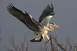 Př&iacute;pravy  Volavky popelav&eacute; (Ardea cinerea)  na hn&iacute;zděn&iacute; 
